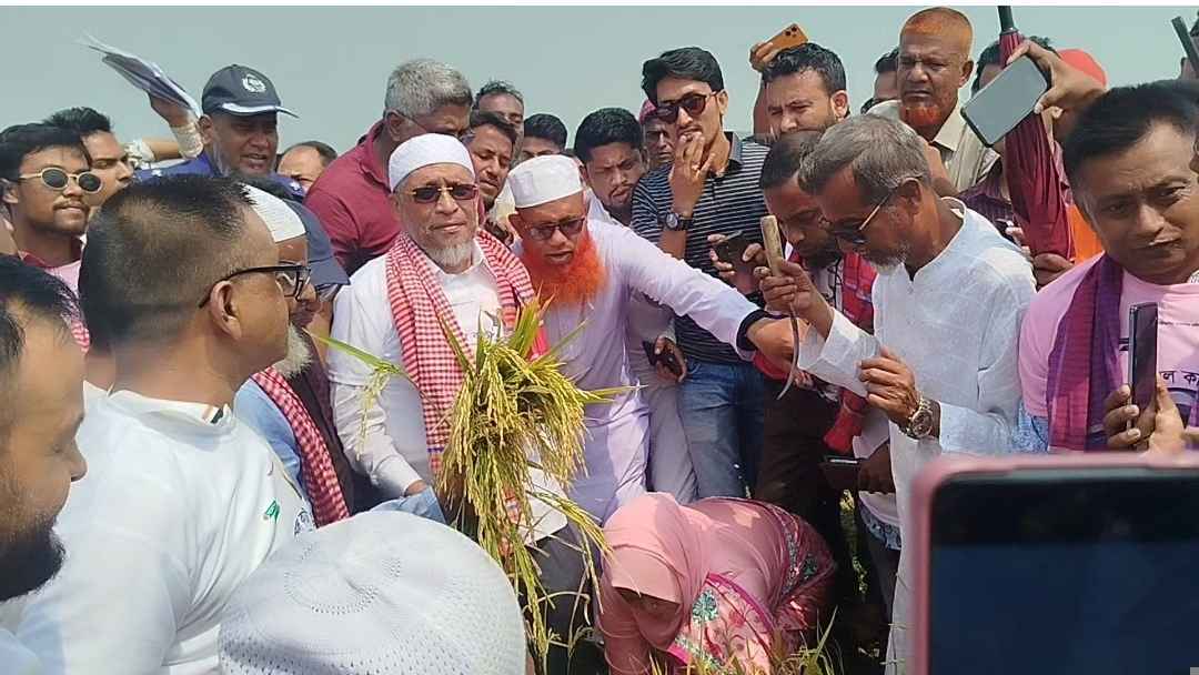 নেত্রকোনার ডিঙাপোতা হাওরে ধান কাটা উদ্বোধন করলেন বাবর