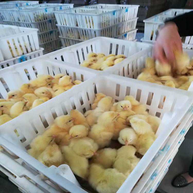 634044679_894126483237289_6053680829514660579_n