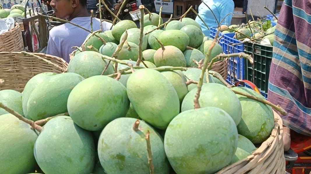 সাতক্ষীরায় আম ভাঙার ক্যালেন্ডার ঘোষণা, ৫ মে থেকে শুরু