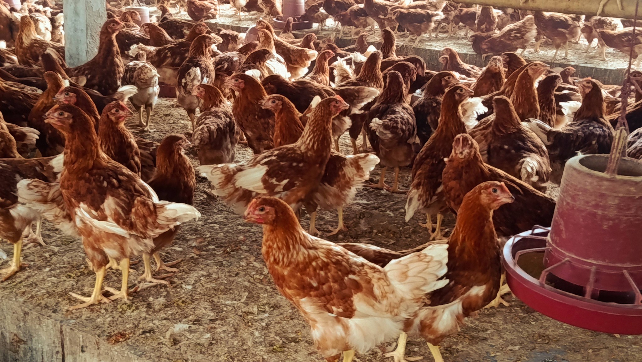 659886407_1300870878593880_4413573592100146685_n