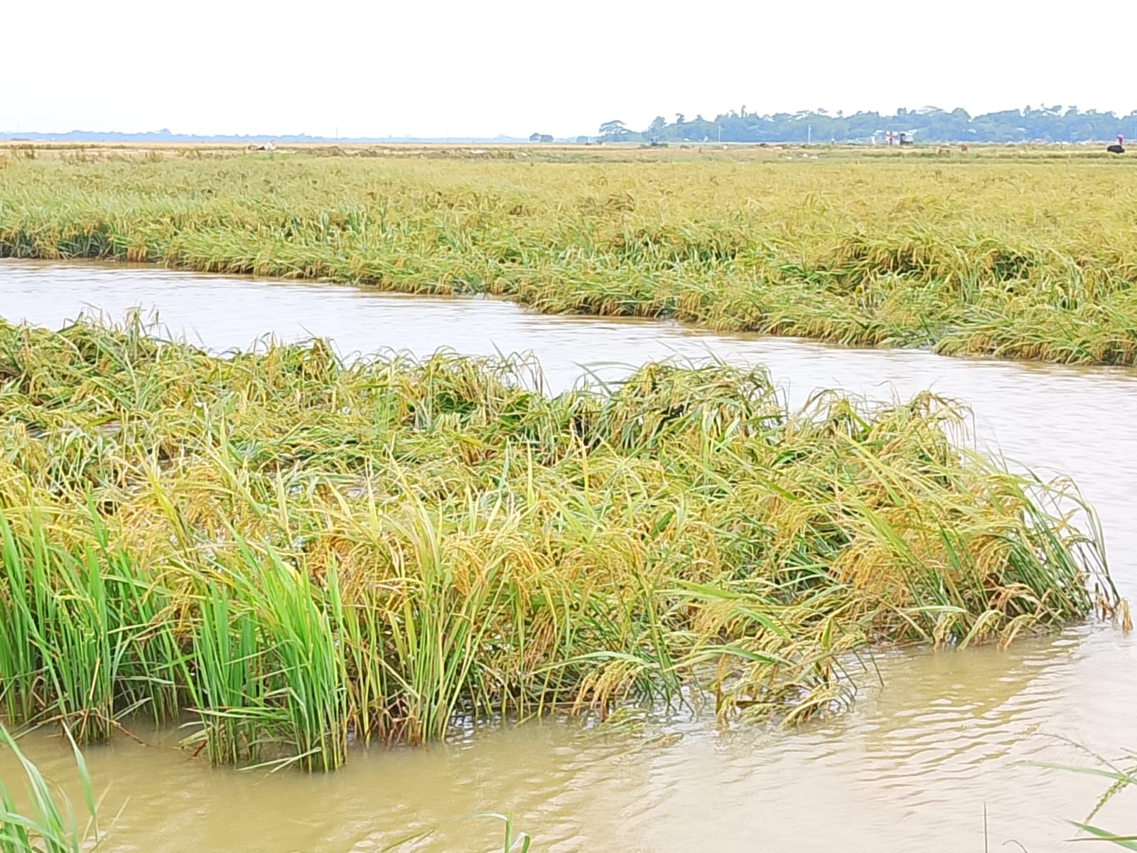 69e480ca-4e5b-4ffe-94c2-8532b7b75549