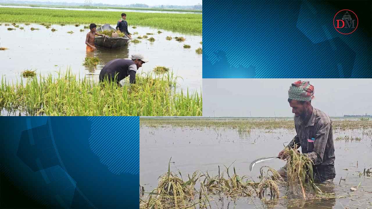 হাওরাঞ্চলের ক্ষতিগ্রস্ত কৃষকদের তিন মাস সহায়তা দেবে সরকার
