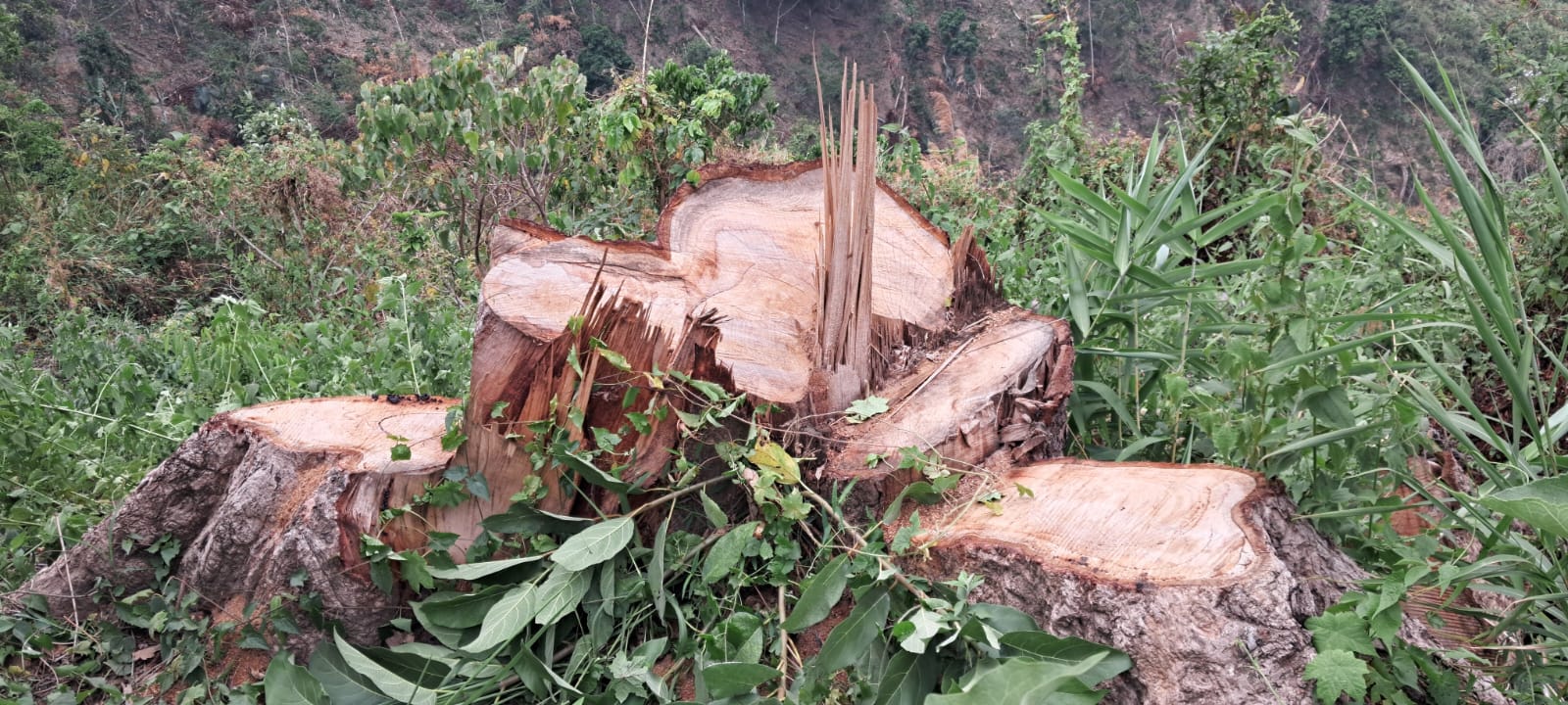 8b022d35-3095-40ac-8013-188e438f6520