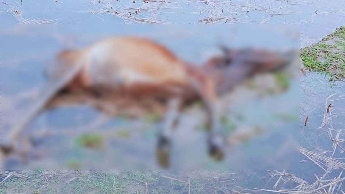কলাপাড়ায় বজ্রপাতে অর্ধশতাধিক গবাদিপশুর মৃত্যু