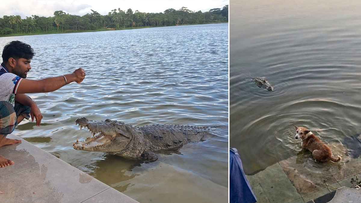 Crocodile hunts dog in Bagerhat