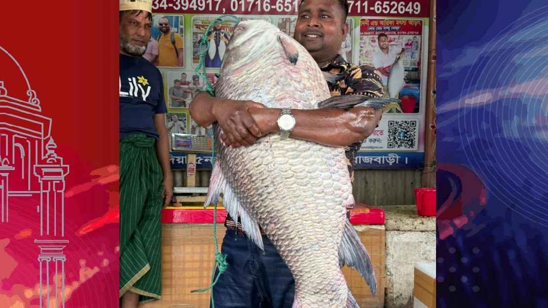 পদ্মার এক কাতলের দাম ৪৮ হাজার টাকা