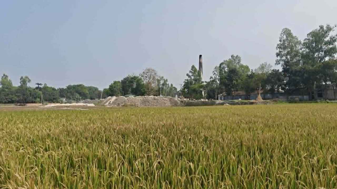 ইটভাটার ধোঁয়ায় পুড়ছে ধানক্ষেত, ঝড়ছে আম-লিচু