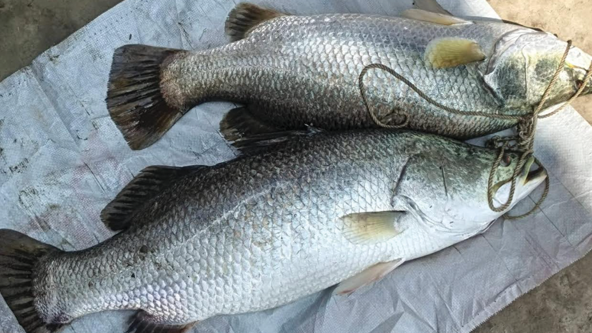 পটুয়াখালীতে পুকুরে ধরা পড়ল ২৭ কেজির দুই কোরাল, বিক্রি ২৪ হাজার