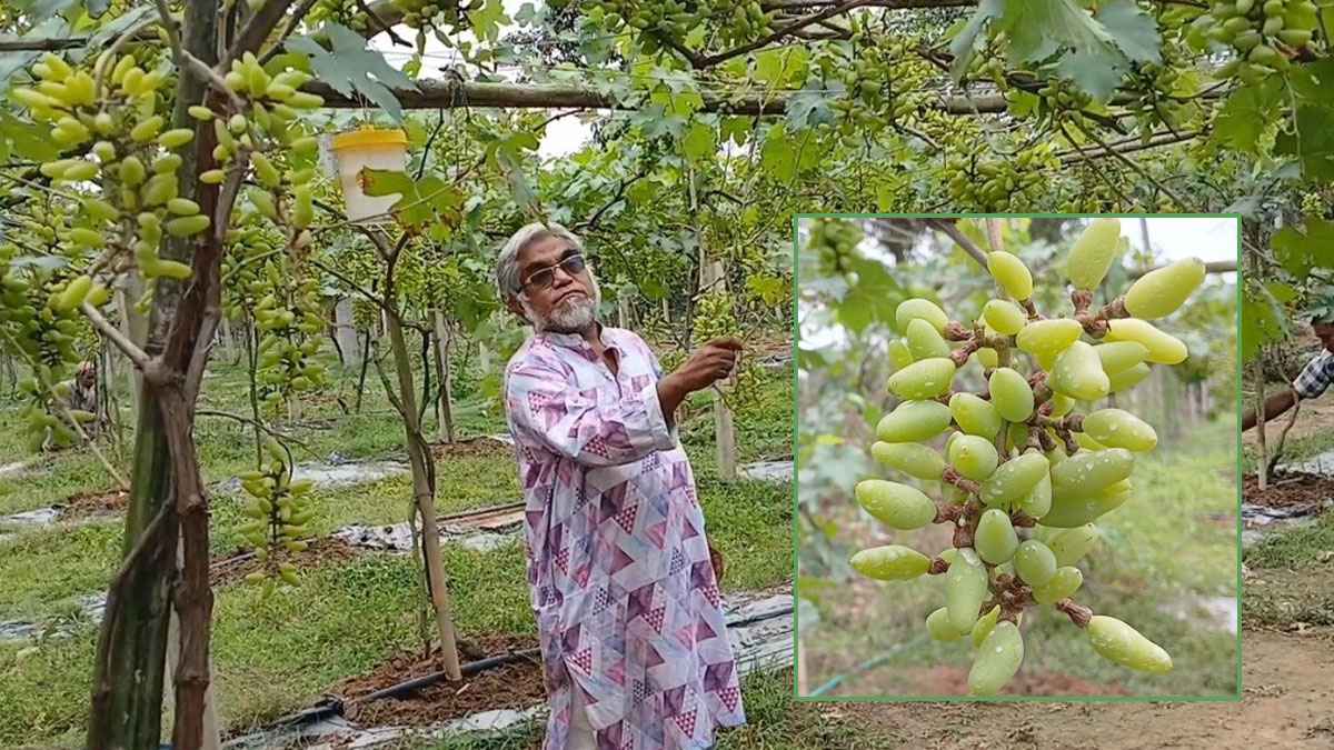 গাজীপুরে ‘বাইকোনুর’ আঙুর চাষে প্রকৌশলীর অভাবনীয় সাফল্য