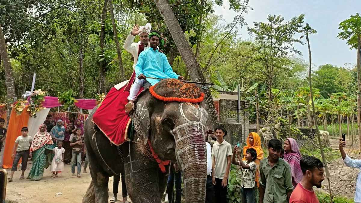 হাতির পিঠে চড়ে যুবকের বরযাত্রা, কনে ফিরলেন ঘোড়ার গাড়িতে