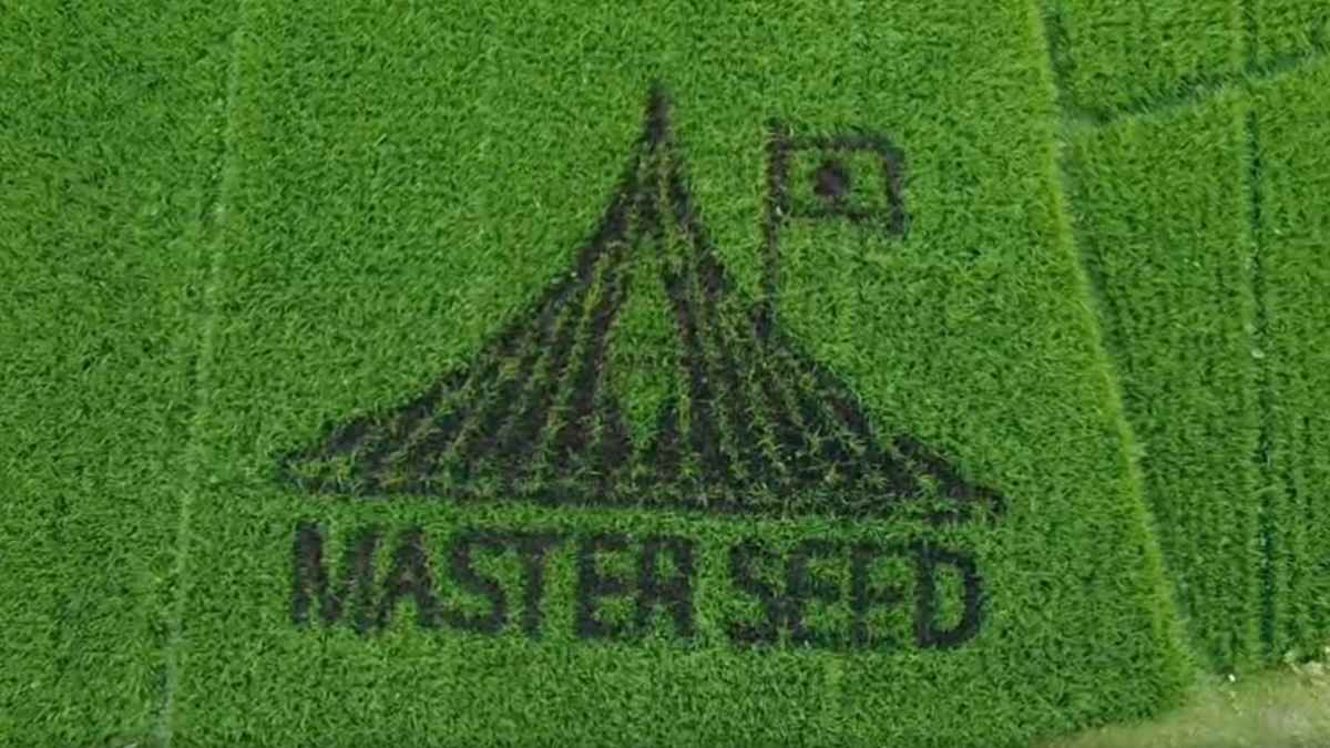 এবার ধানক্ষেতে জাতীয় স্মৃতিসৌধের নকশা ফুটিয়ে তুললেন সেই স্কুলশিক্ষক