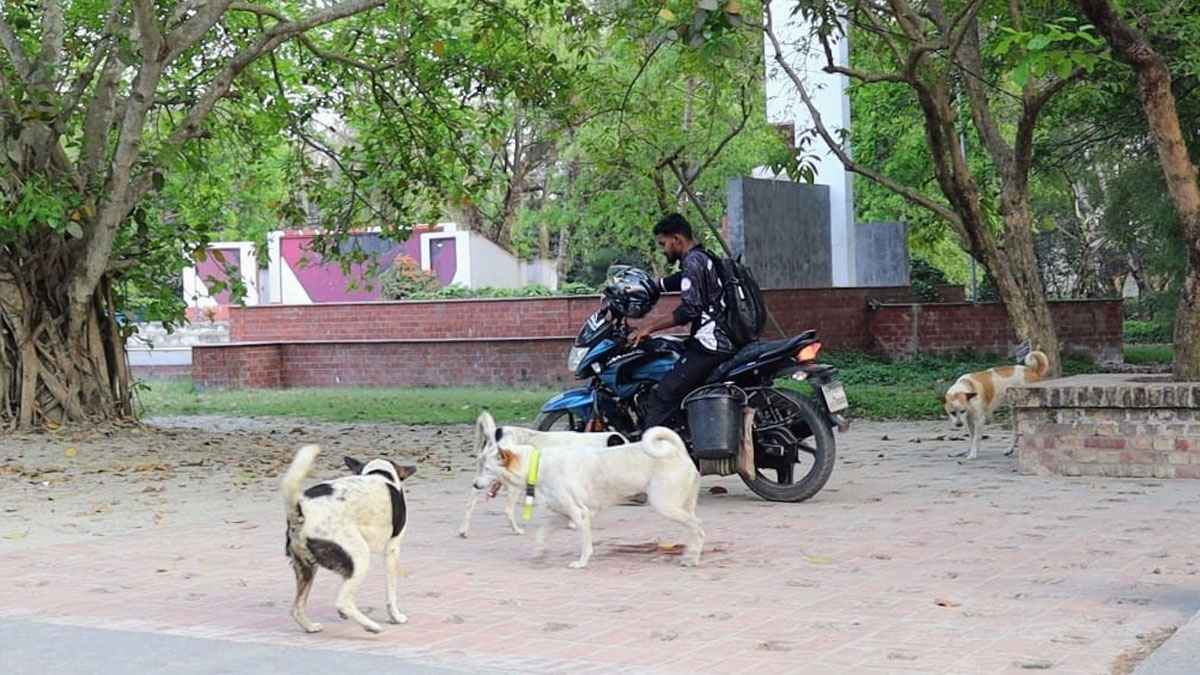 বাইকের হর্ন বাজতেই খাবারের আশায় ছুটে আসে অবলা প্রাণীরা