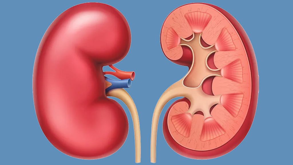 Kidney Kidney
