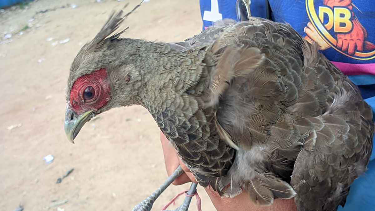 মিরসরাইয়ে বিলুপ্তপ্রায় প্রজাতির মথুরা পাখি উদ্ধার