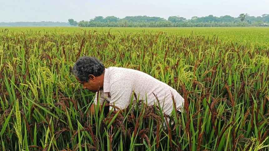 কালিয়ায় ইউটিউব দেখে ব্লাক রাইস চাষে রহমতের বাজিমাত