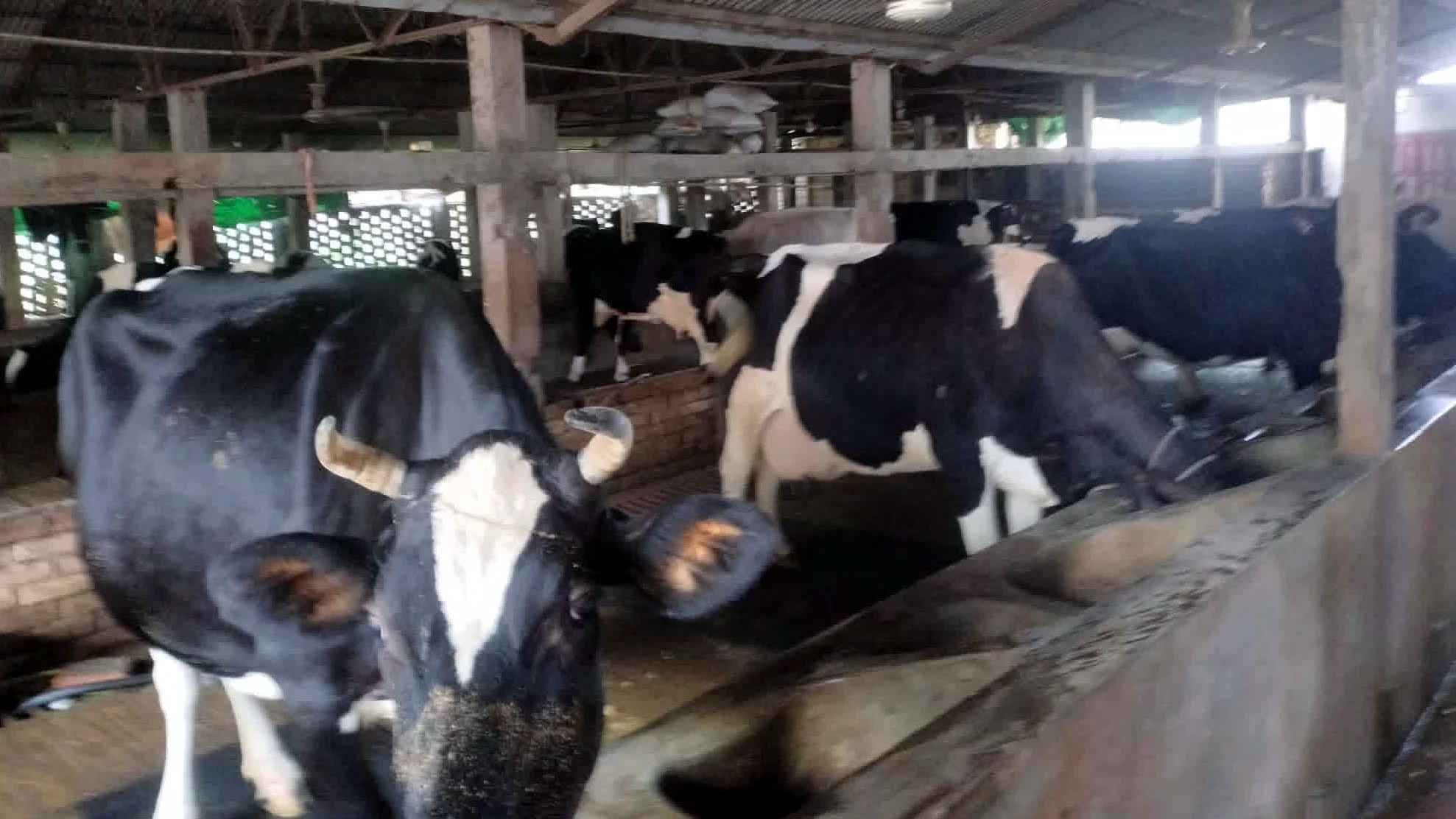 রংপুরে গবাদি পশু উৎপাদনে বিপ্লব: দুই বছরে বেড়েছে সাড়ে ৫ লাখ পশু