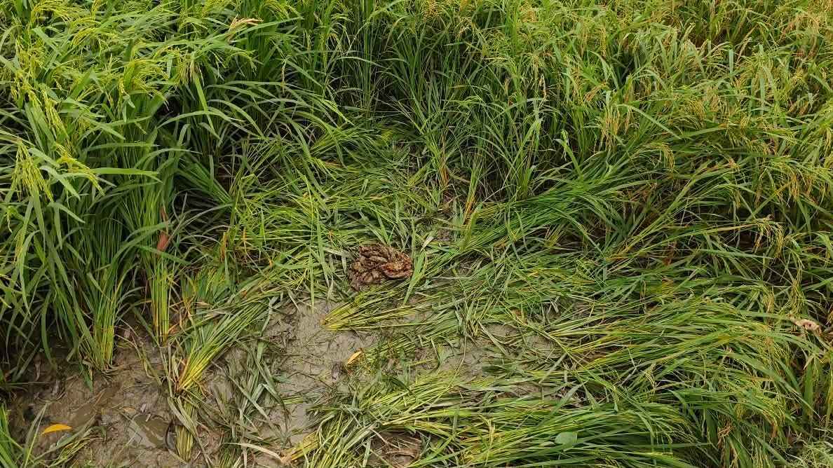 টাঙ্গাইলে ভারসাম্যহীন তরুণীকে ধর্ষণ, বিবস্ত্র অবস্থায় পড়েছিল ধানখেতে