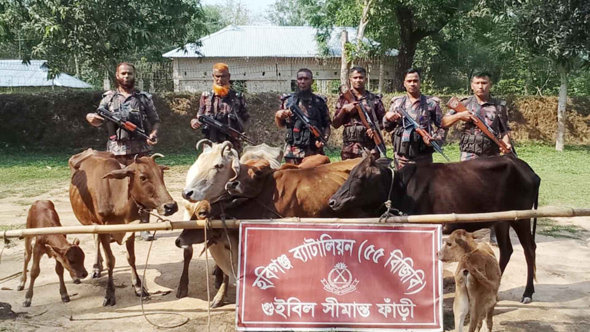 হবিগঞ্জের সীমান্ত থেকে ৮টি ভারতীয় গরু জব্দ