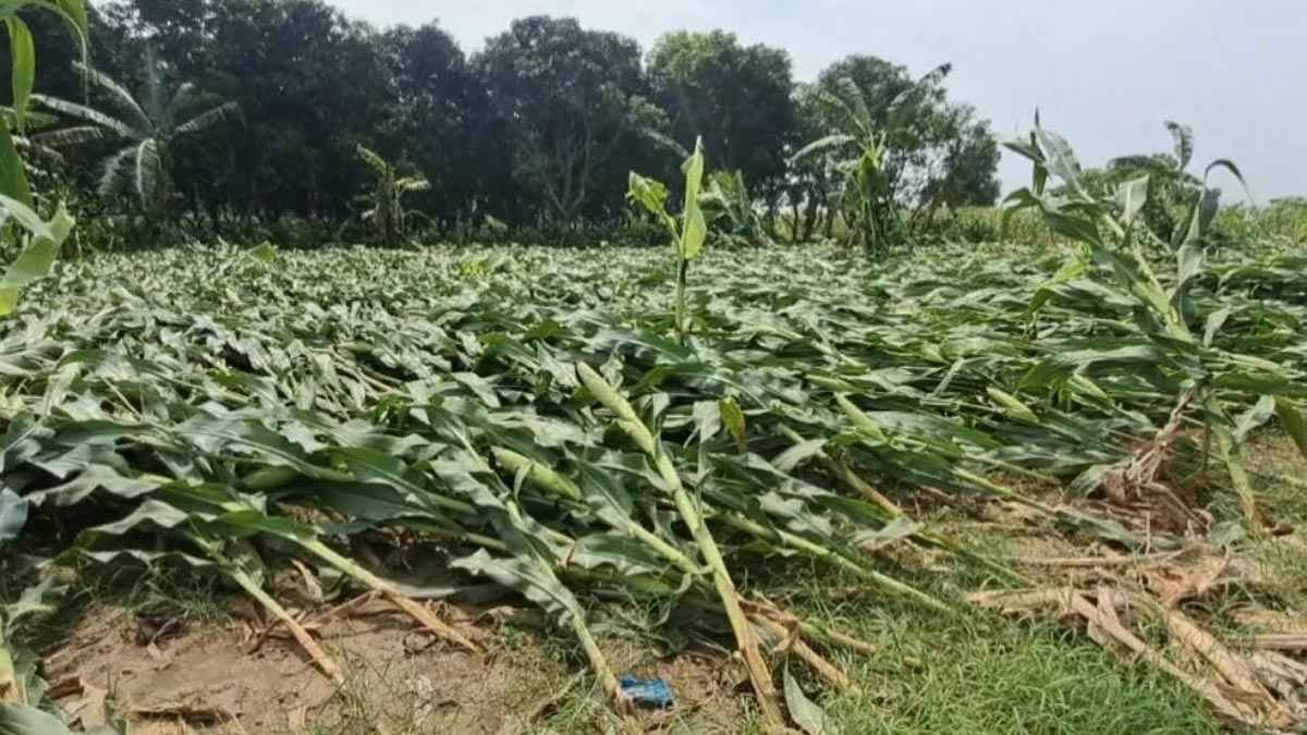 চুয়াডাঙ্গায় কালবৈশাখি ঝড়ে ৪০০ হেক্টর জমির ফসলের ক্ষতি