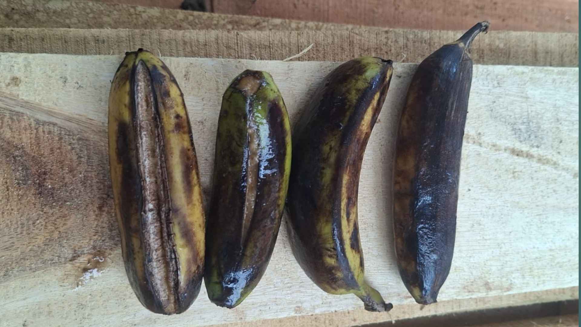 নলছিটিতে স্কুল ফিডিংয়ে শিক্ষার্থীদের হাতে পচা কলা