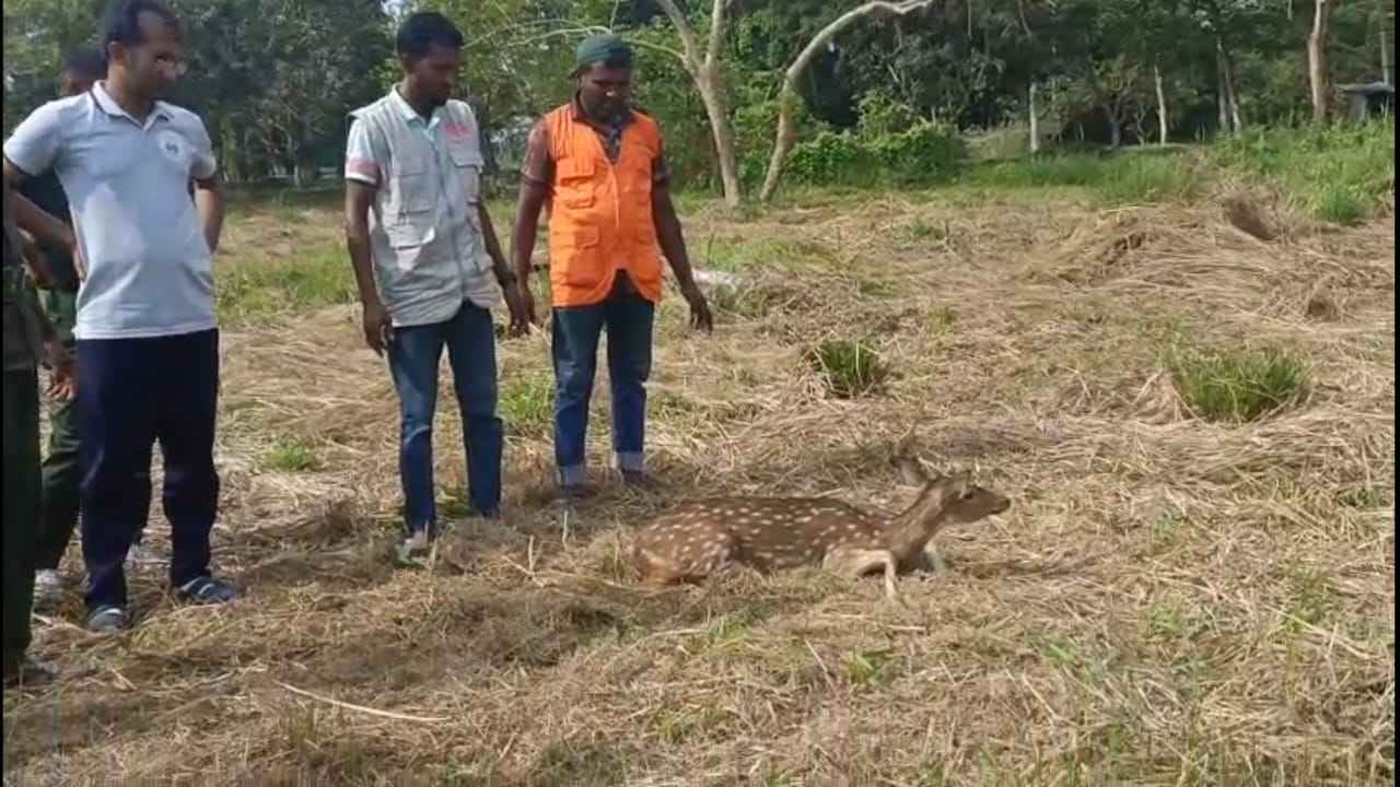 সুন্দরবনে বাঘের তাড়া খেয়ে লোকালয়ে হরিণ, বনে অবমুক্ত