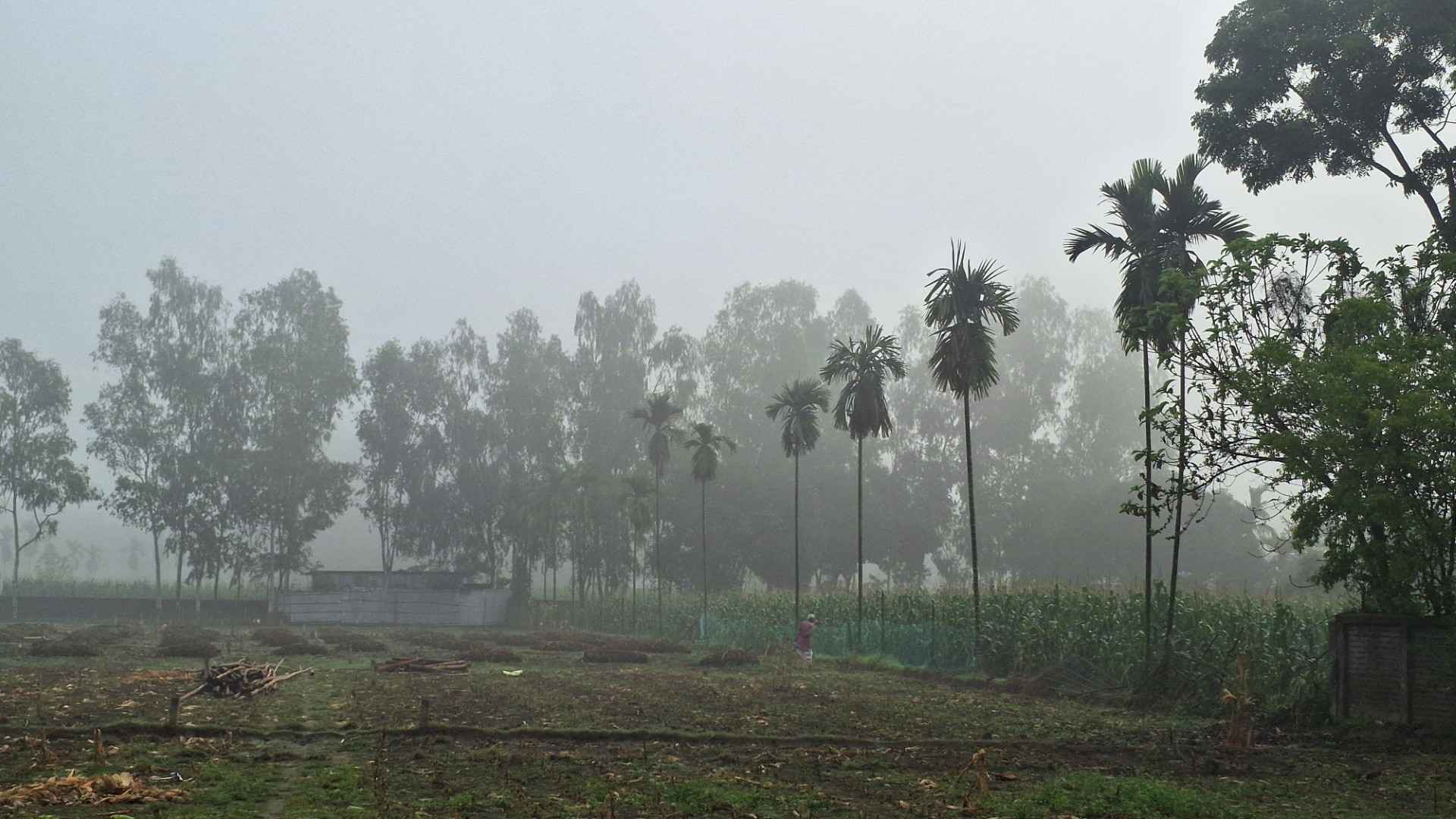এপ্রিলে হঠাৎই তেঁতুলিয়ায় ঘন কুয়াশা, বিস্মিত স্থানীয়রা