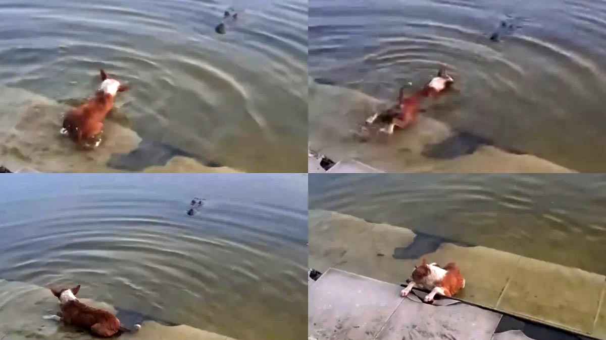 কুমিরে টেনে নেওয়া কুকুরটির নমুনা সংগ্রহ