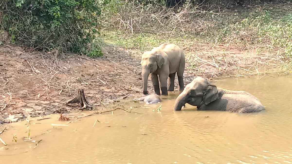 শাবকের মরদেহের পাশে তিন দিন ঠায় দাঁড়িয়ে শোকে কাতর হাতি দম্পতি