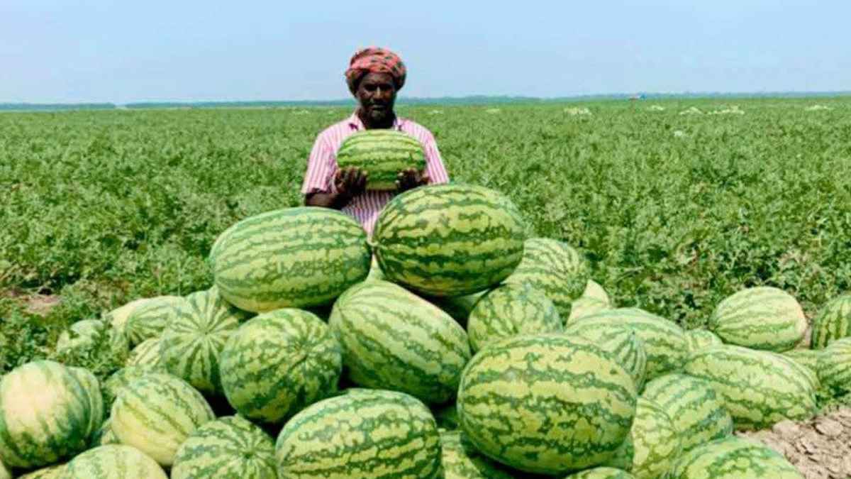 ডিজেল সংকটে মাঠেই নষ্ট হচ্ছে লাখ টাকার তরমুজ, লোকসানে কৃষক
