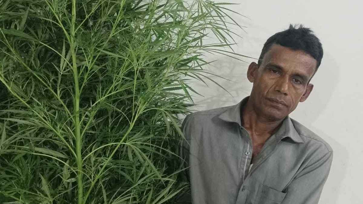 বরিশালে গাঁজা গাছসহ কৃষক গ্রেফতার