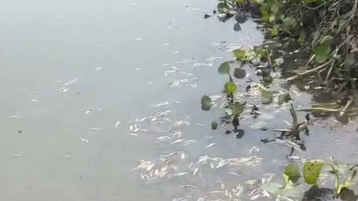 বগুড়ায় পুকুরে বিষ প্রয়োগে মরে ভেসে উঠল ৫০ মণ মাছ, থানায় মামলা