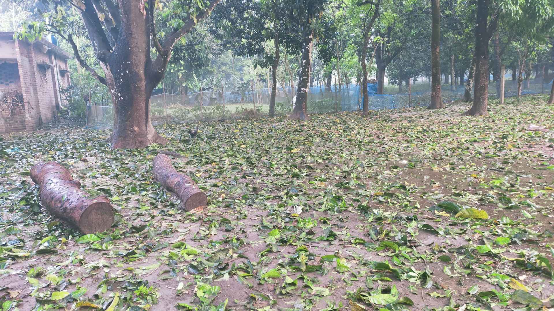 চাঁপাইনবাবগঞ্জে শিলাবৃষ্টিতে আমসহ ফসলের ব্যাপক ক্ষতি