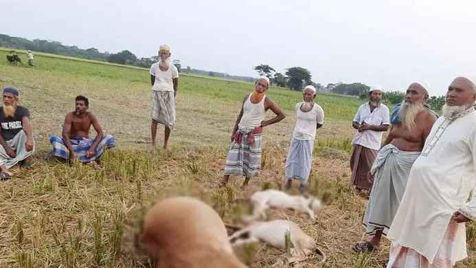 পিরোজপুরে বজ্রপাতে কৃষকের তিন গরুর মৃত্যু