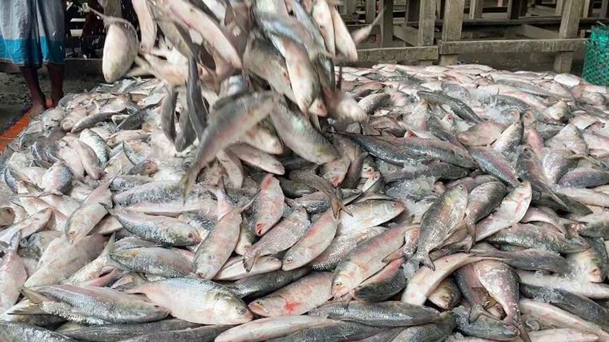 সাগরে জেলের এক টানে ধরা পড়ল ১০১ মণ ইলিশ, ৩৩ লাখে বিক্রি