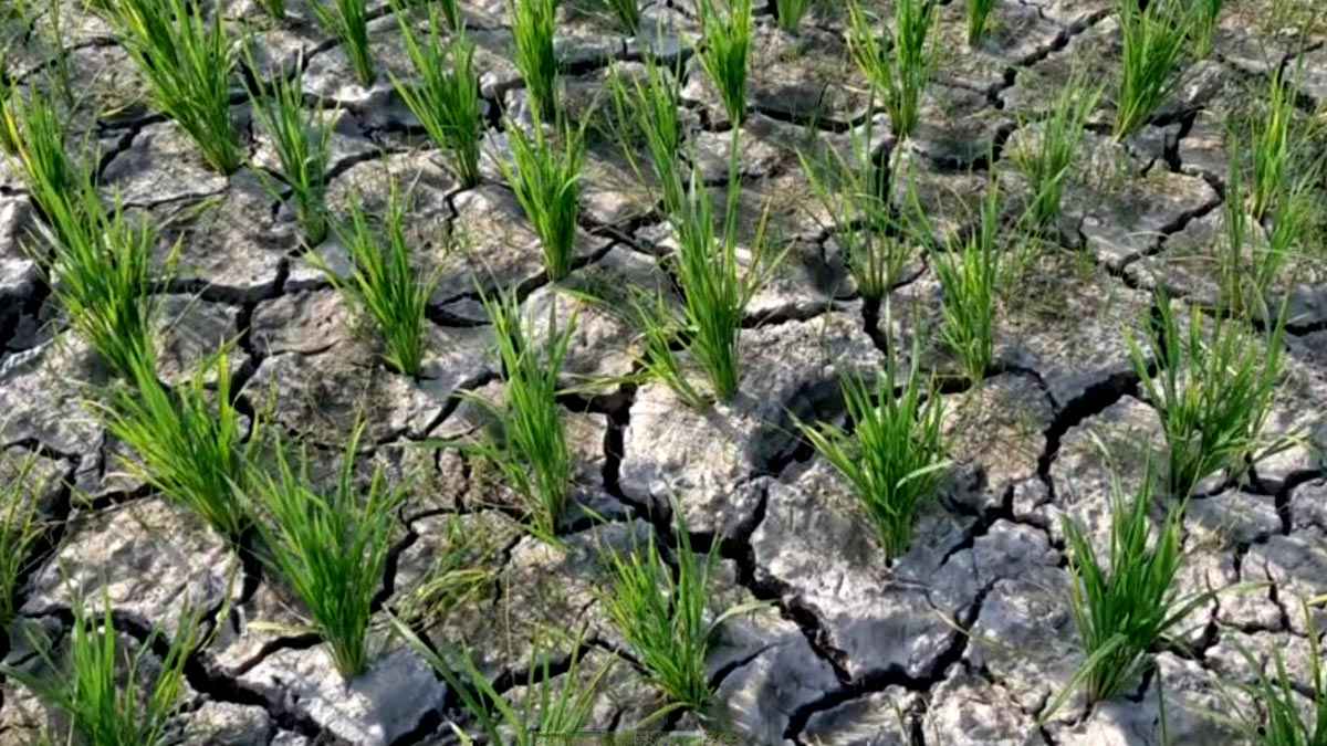 হুমকিতে বোরো চাষ, ডিজেল সংকটে বন্ধ হাজারো সেচপাম্প