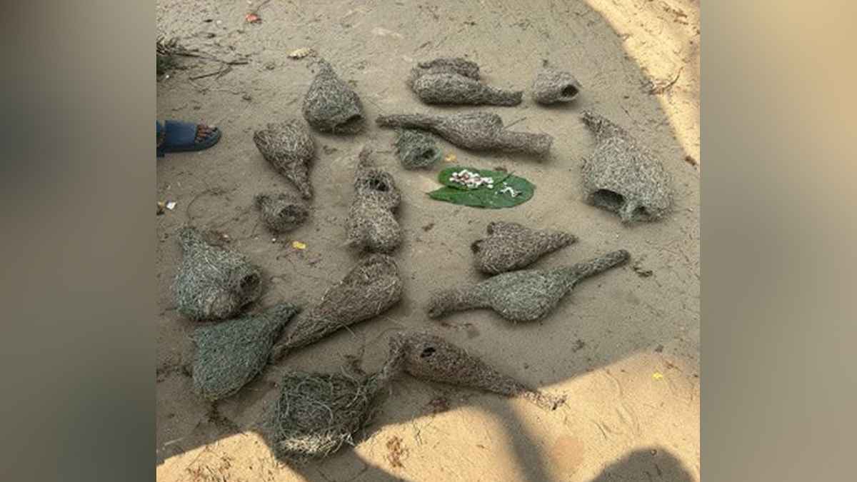 ফসল ক্ষতির অজুহাতে বাবুই পাখির বাসা ধ্বংস, ভ্রাম্যমাণ আদালতে শাস্তি