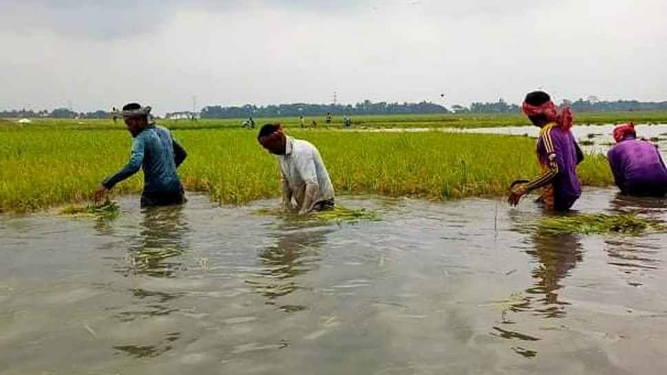 কিশোরগঞ্জে টানা দুই দিনের বৃষ্টিতে তলিয়ে যাচ্ছে হাওরের পাকা ধান