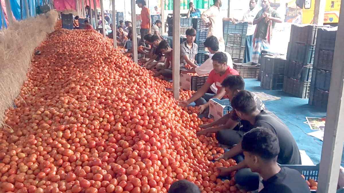 দিনাজপুরে টমেটোর বাম্পার ফলন, পরিবহনের চড়া ভাড়ায় ফিকে ব্যবসার হাসি