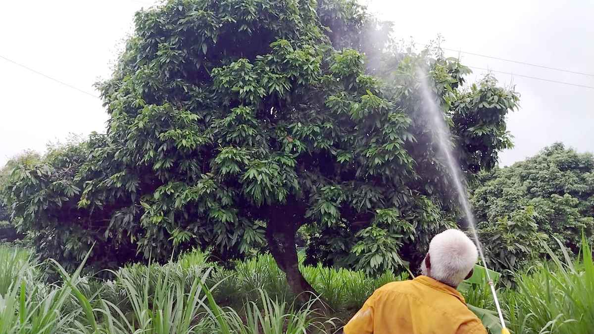 লিচুর মৌসুমে জ্বালানি সংকট, বিপাকে দিনাজপুরের কৃষক
