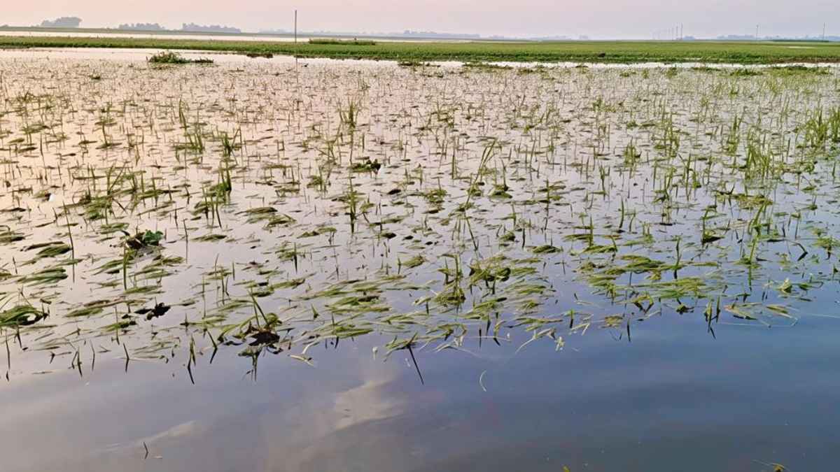 বানের পানিতে ডুবল কৃষকের স্বপ্ন, দিশেহারা হাজারো পরিবার