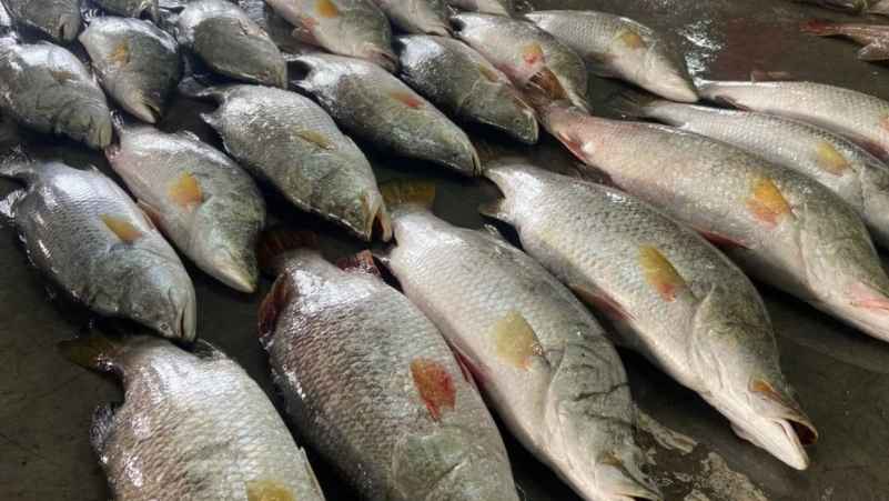 এক জালেই ধরা পড়ল ৪০ কোরাল, বিক্রি ২ লাখে