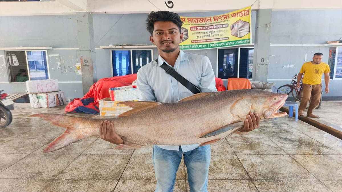 পিরোজপুরে জেলের জালে ১০ লাখ টাকার লাক্ষা মাছ