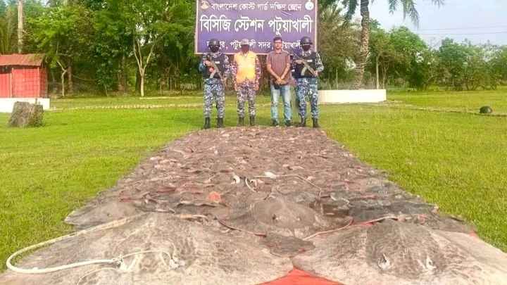 পটুয়াখালীতে ৬৬ লাখ টাকার শাপলা পাতা মাছ জব্দ
