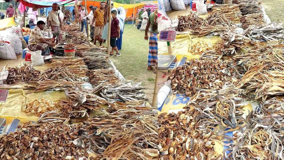 ব্রাহ্মণবাড়িয়ায় বসেছে ঐতিহ্যবাহী শুঁটকি মেলা, কোটি টাকা বিক্রির আশা