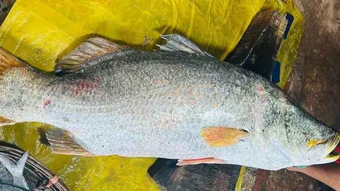 জেলের বড়শিতে উঠে এলো ৩০ কেজির কোরাল