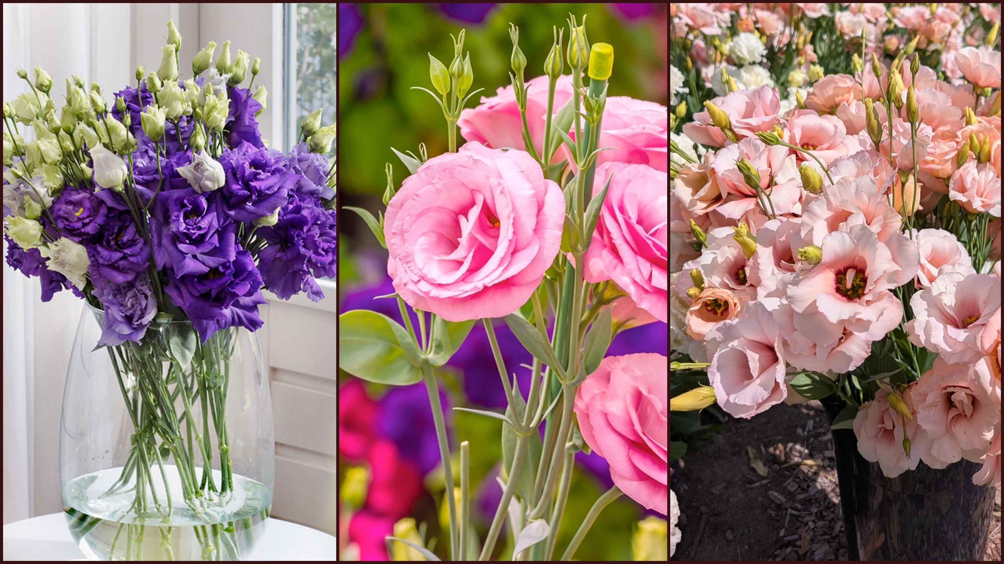 কে তুমি ‘নন্দিনী’, ফুলের জগতে নতুন রাণী