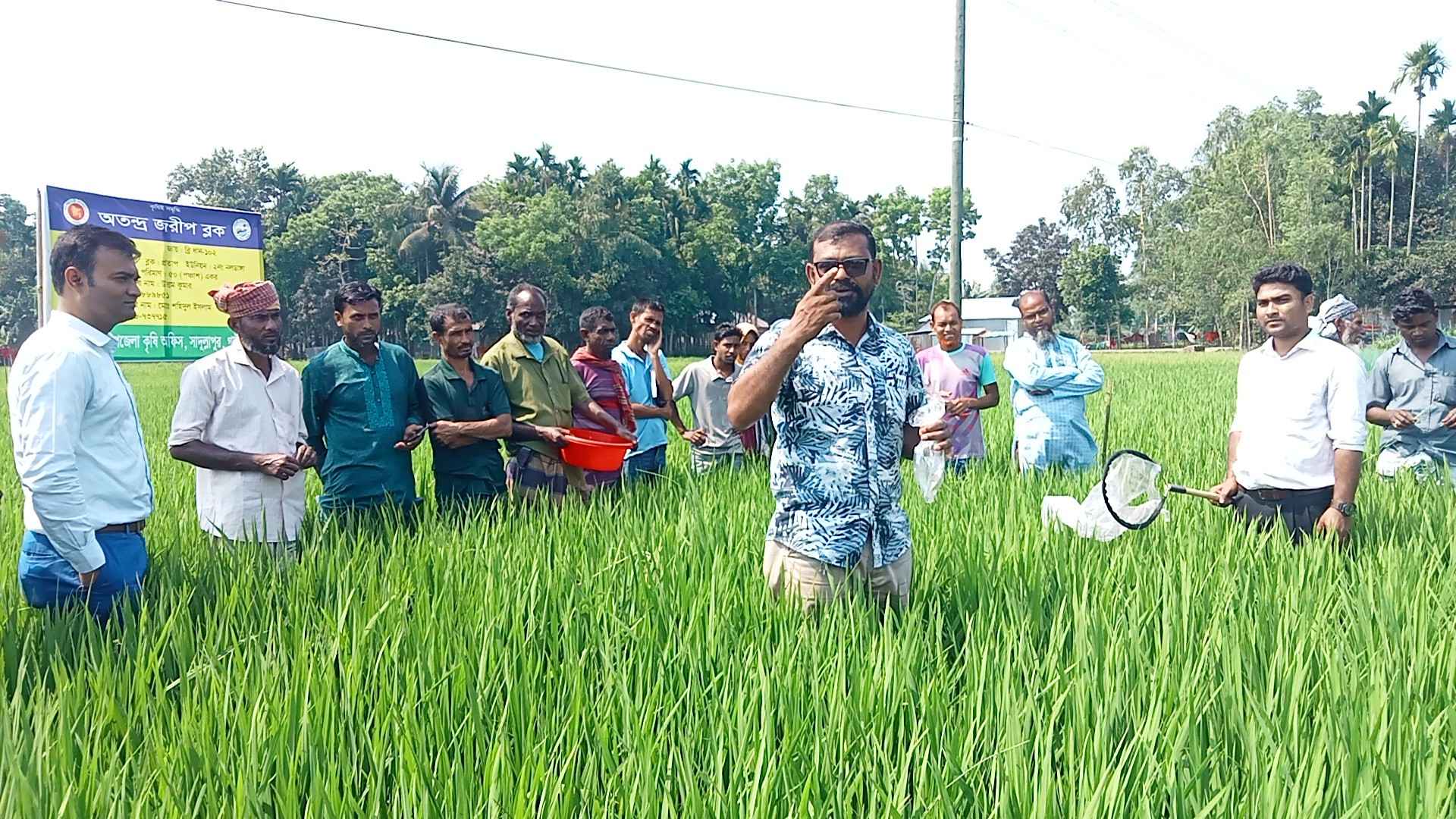সাদুল্লাপুরে বোরো খেত পর্যবেক্ষণে কৃষি কর্মকর্তারা