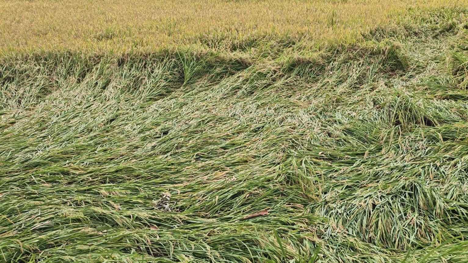 গাইবান্ধায় কালবৈশাখী ঝড়ে ধানসহ বিভিন্ন ফসলের ক্ষতি