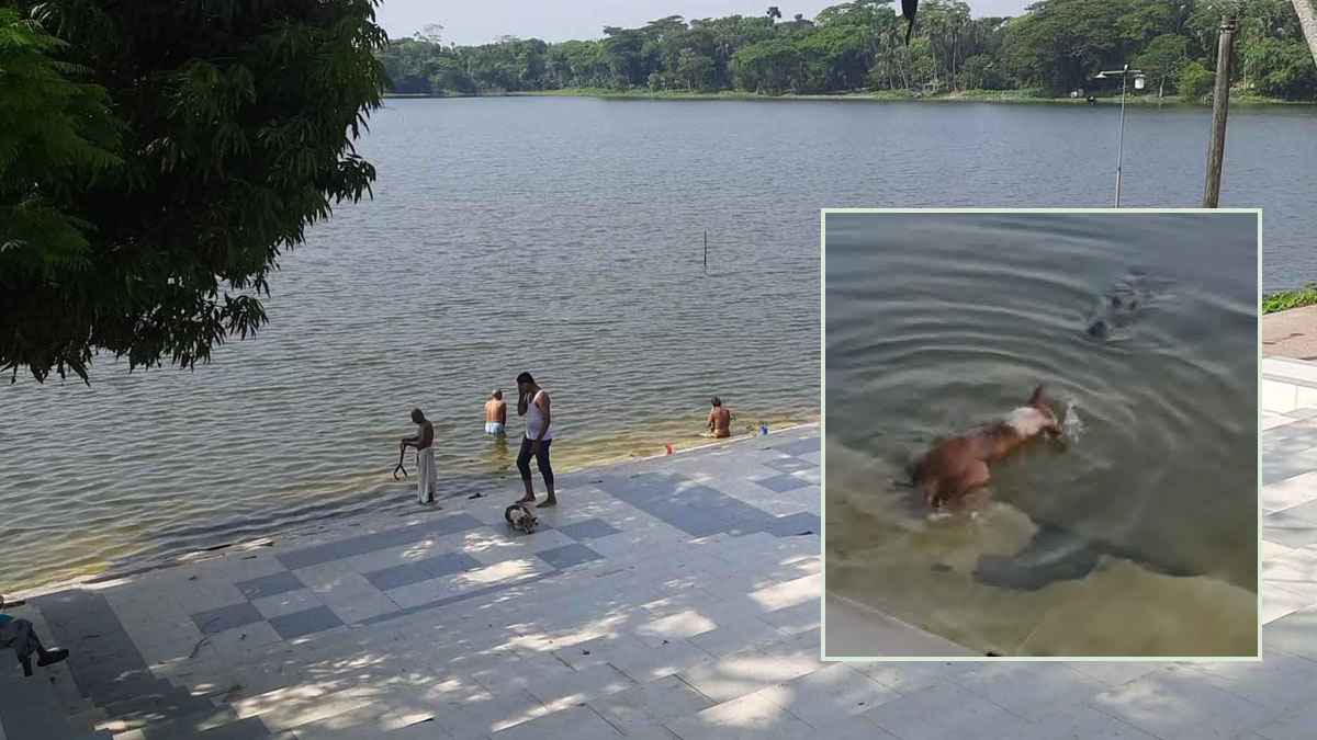 কুমিরের মুখে কুকুর ছুঁড়ে দেওয়ার প্রমাণ মেলেনি: তদন্ত কমিটি