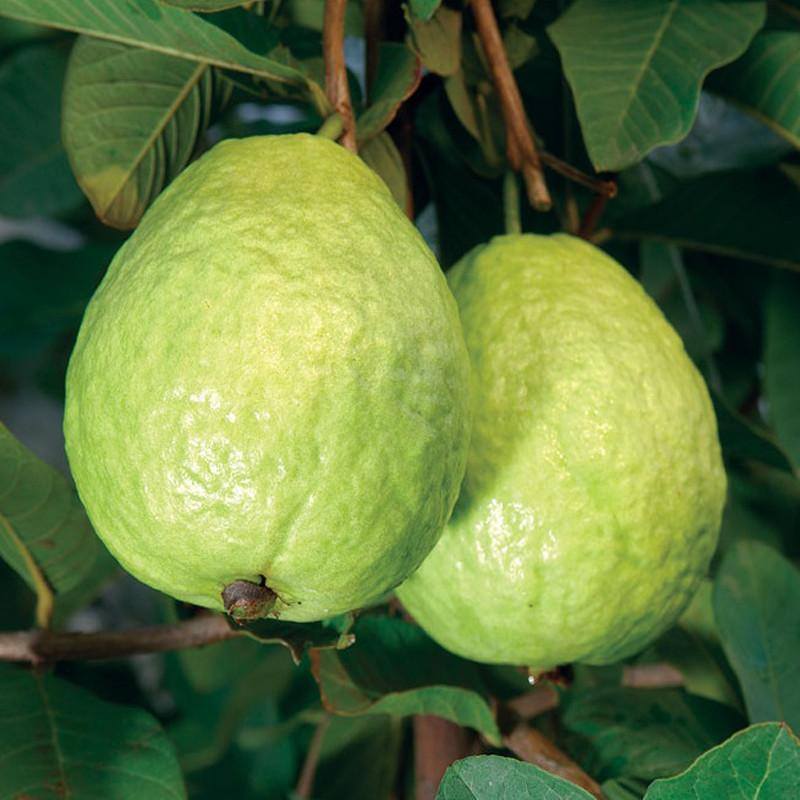 guava